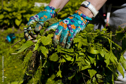 Female hands removing weeds