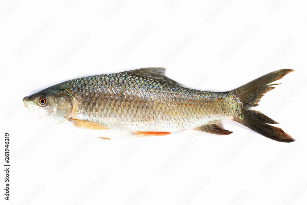 Nile tilapia fish isolated on white background, fish meat. Yisok fish,