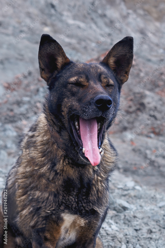 mongrel funny yawns sitting on the ground in a field