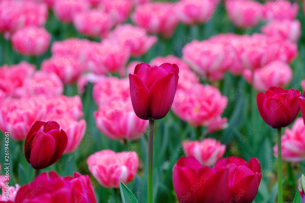 tulip flower garden tulip flower garden