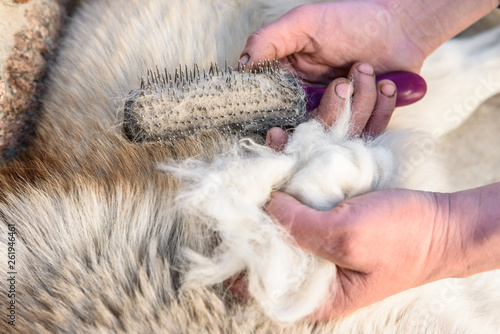 Shedding dogs. Concept of spring moulting dogs. Hands lump wool Siberian husky and rakers brush. © Natallia