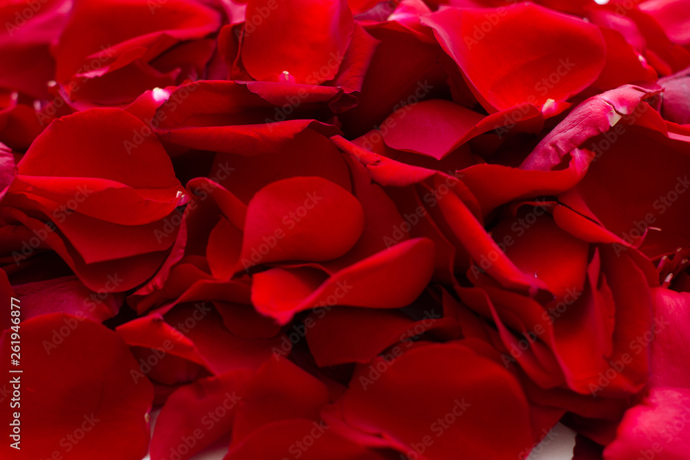 red rose petals background red rose petals background