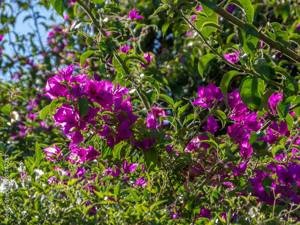 Fucsia flowers, green leaves