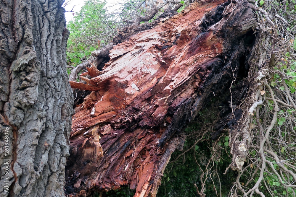 old big tree split in two and fallen to the ground old big tree split in two and fallen to the ground