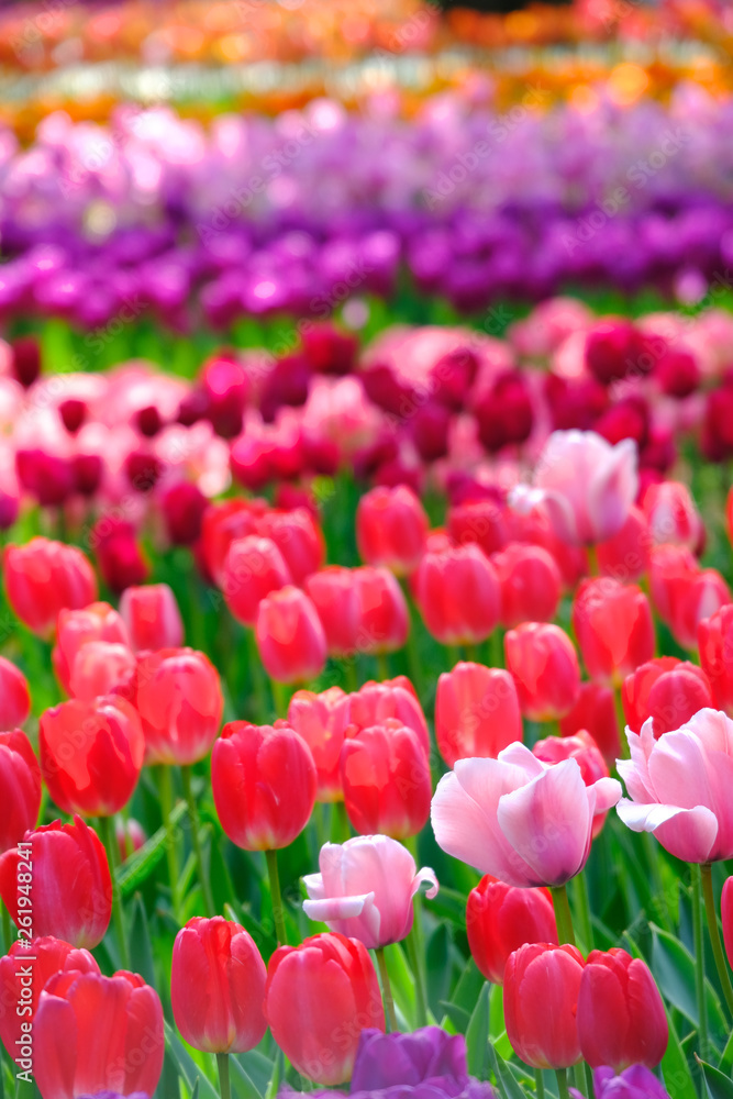 tulip flower garden