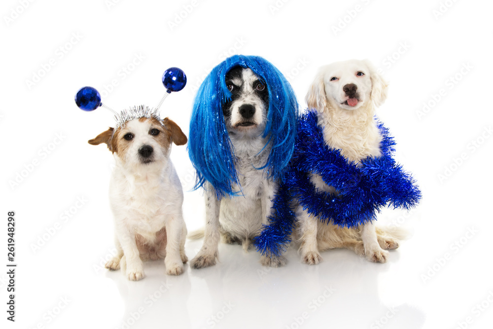 PORTRAIT OF GROUP OS THREE DOGS CELEBRATING NEW YEAR OR CARNIVAL COSTUME PARTY WEARING BLUE WIG GARLAND AND ALIEN DISCO BALL BOPPERS HEADBAND. ISOLATED ON WHITE BACKGROUND. Stock Photo Adobe Stock