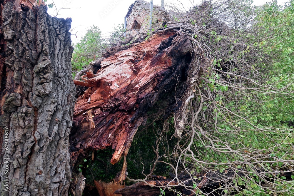 old big tree split in two and fallen to the ground old big tree split in two and fallen to the ground