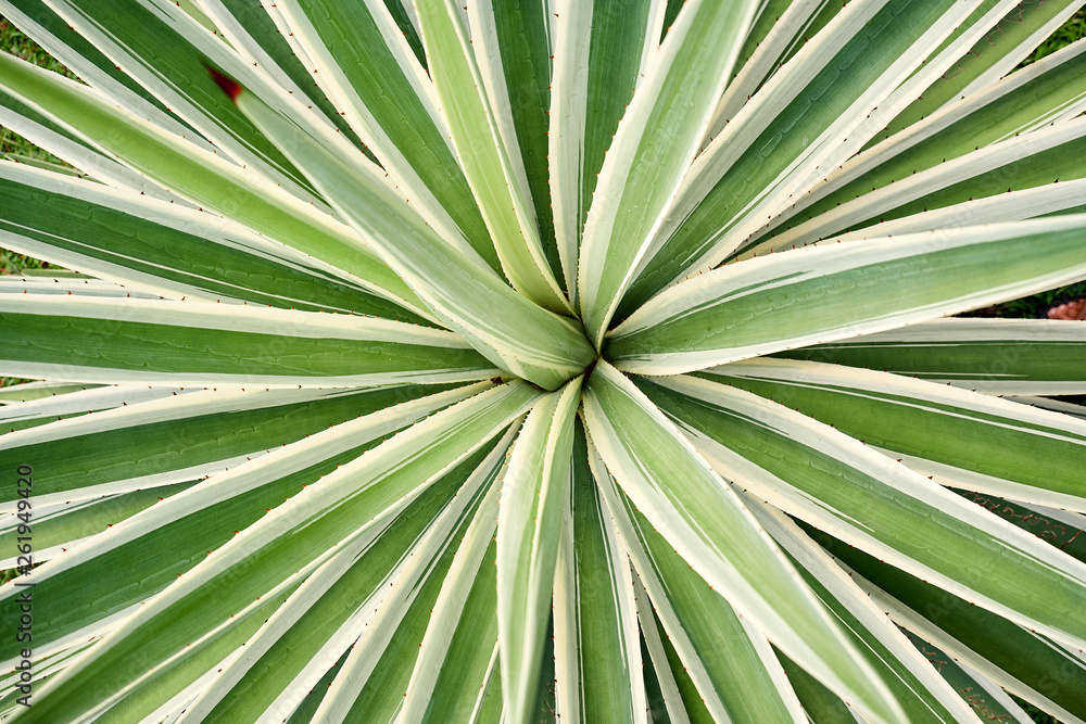 Fototapeta premium Agave Angustifolia or Vivipara Close-up Image