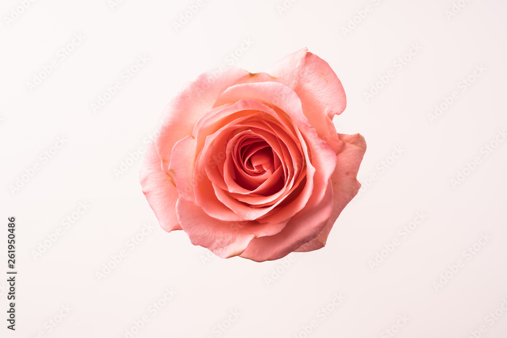 top and close up view of pink rose on pink top and close up view of pink rose on pink