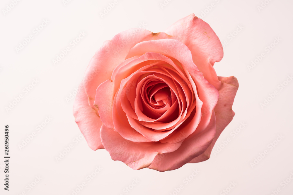 top and close up view of pink rose on pink top and close up view of pink rose on pink