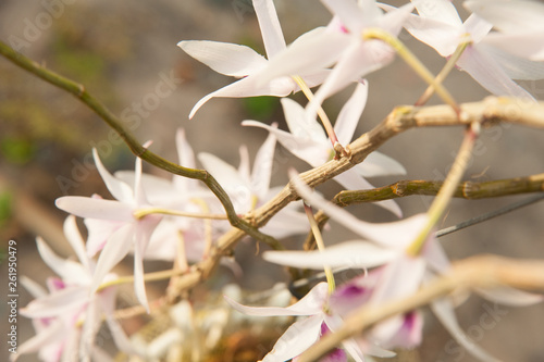 Dendrobium Anosmum var album. A beautiful Var orchid in Vietnam. photo