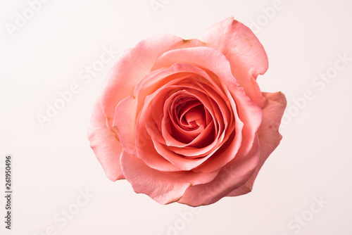 top and close up view of pink rose on pink