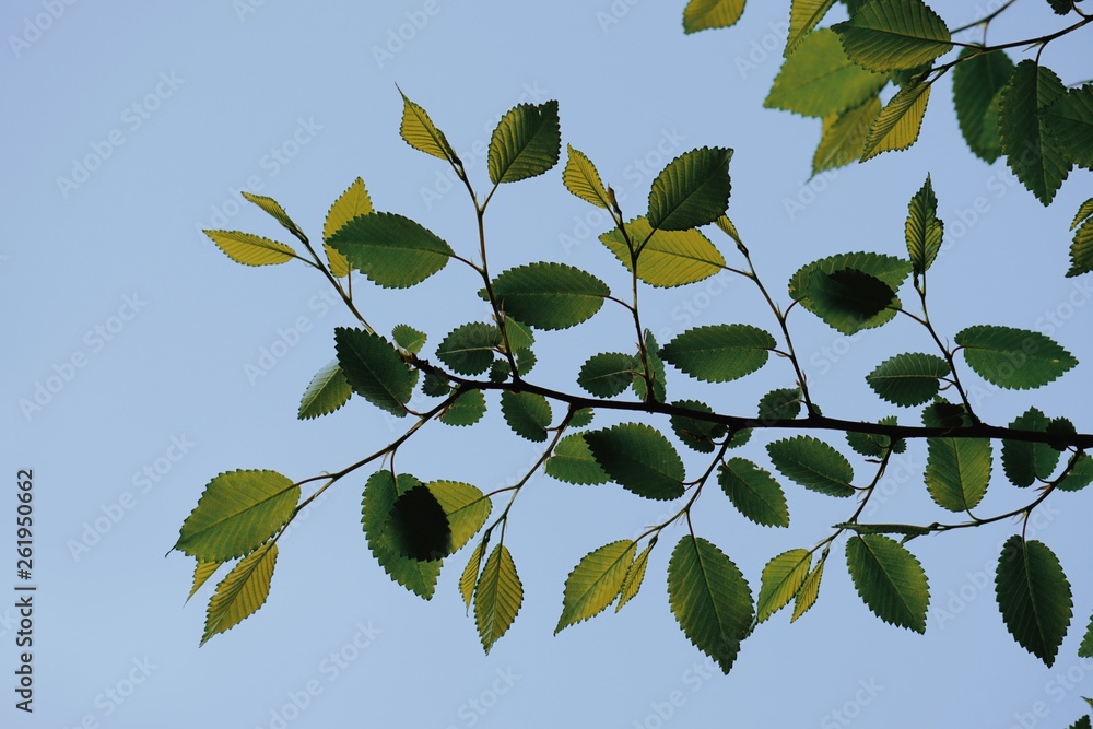 green tree leaves in springtime green tree leaves in springtime