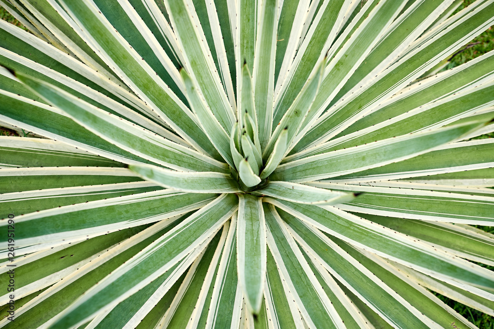 Agave Angustifolia or Vivipara Close-up Image Agave Angustifolia or Vivipara Close-up Image