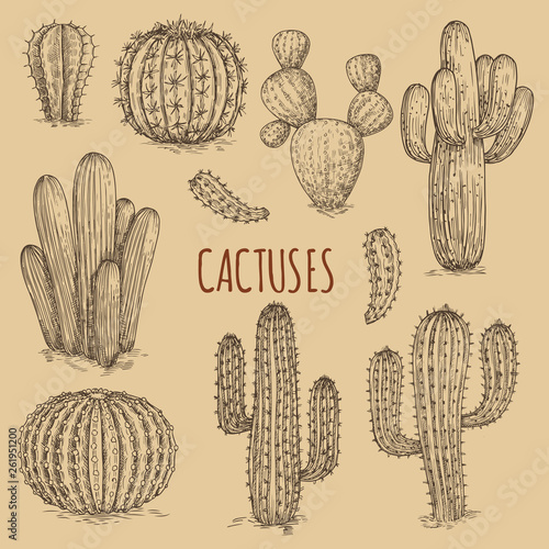 Hand drawn cactuses vintage vector of collection. Plant cactus doodle, sketch succulent cacti illustration