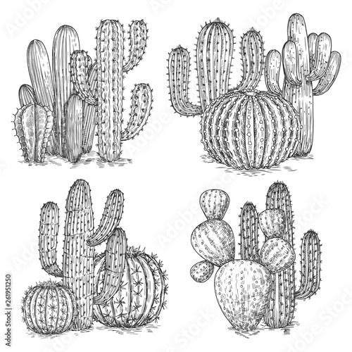 Hand sketched cactus vector illustration. Desert flowers compositions isolated on white background. Illustration of mexican cacti, sketch plant