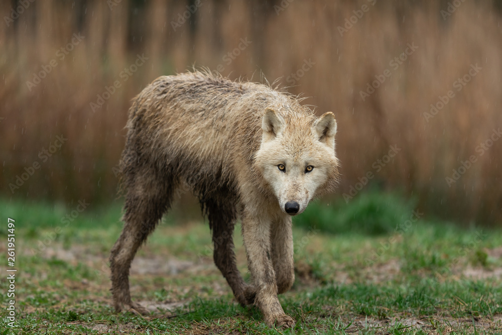 White wolf in the rain