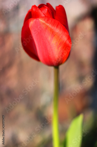 beautiful tulips  nature  flowers  spring