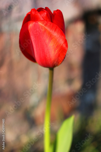 beautiful tulips  nature  flowers  spring