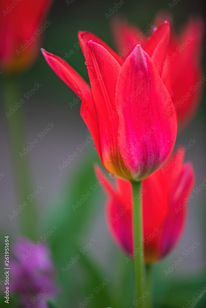 red tulips, blurred background, shallow depth of field red tulips, blurred background, shallow depth of field