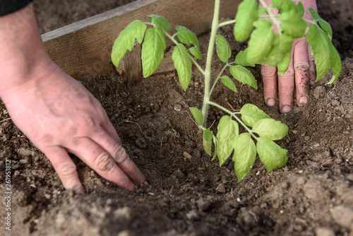 Gardener hands planting a tomatoes seedling in soil.