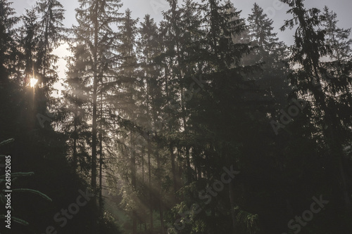 Mysterious foggy forest