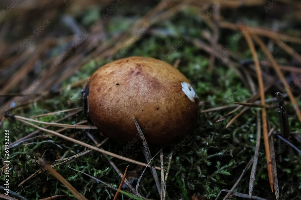 small boletus mushroom grows in the forest, in the moss. small boletus mushroom grows in the forest, in the moss.
