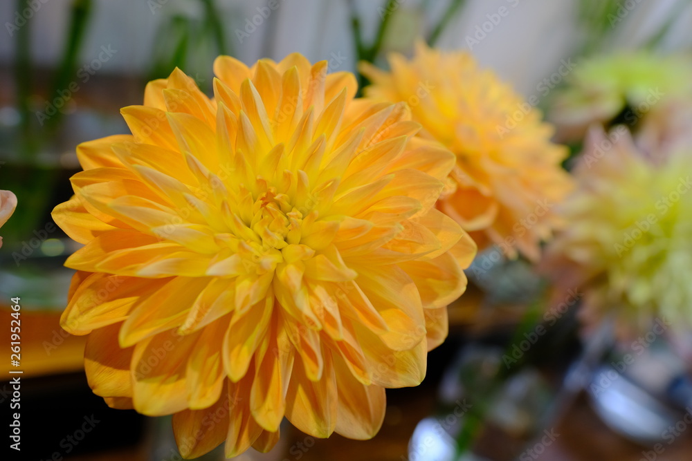 Macro view of colorful blue wihte yellow pink orange green purple dahlia flower bouquet in full blossom Macro view of colorful blue wihte yellow pink orange green purple dahlia flower bouquet in full blossom