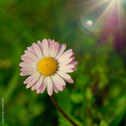 daisy flower plant in springtime