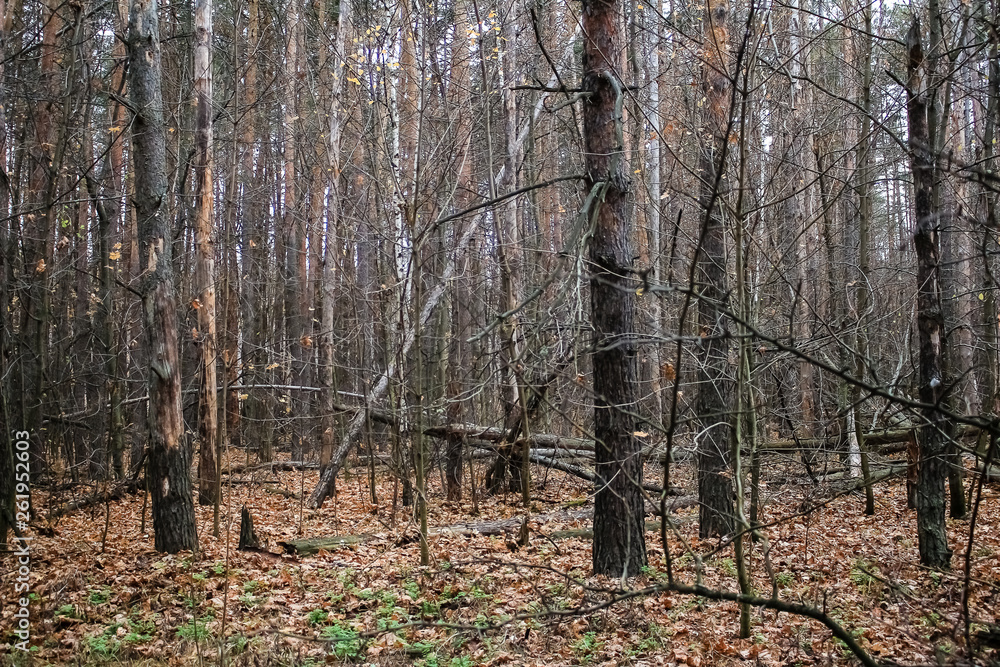 Autumn, impassable forest. Many trees and branches without leaves, dense thickets. Autumn, impassable forest. Many trees and branches without leaves, dense thickets.