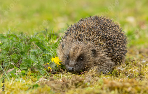 Hedgehog, Wild, native, European hedgehog in natural woodland habitat with green nettles