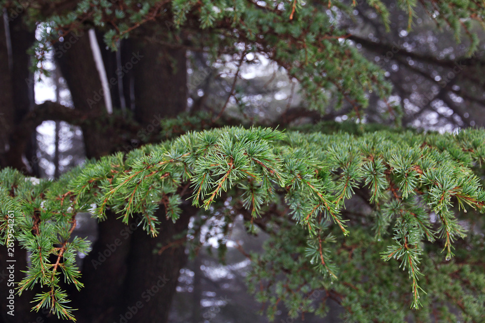 Obraz premium Cedars, Lebanon