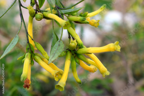  yellow tubular flowers, likely from the Cestrum genus, such as Cestrum parqui (willow-leaved jessamine).Tree tobacco (Nicotiana glauca) Plant Nicotiana glauca Cestrum Nocturnum 