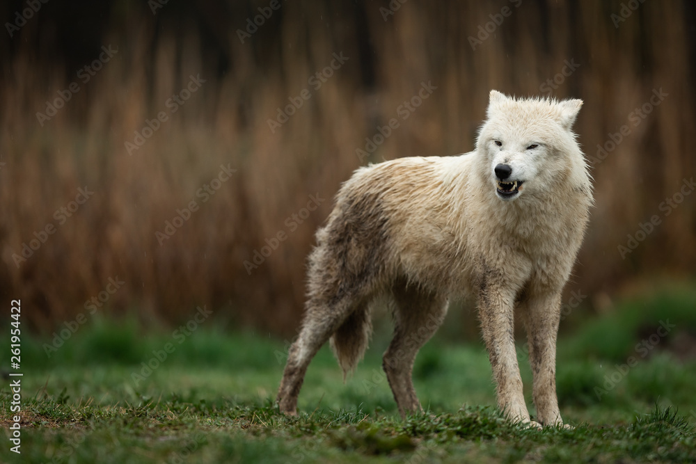 White wolf in the rain