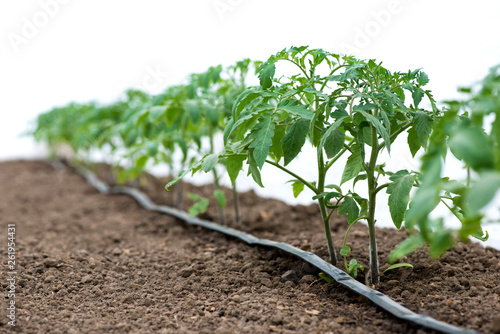 Tomato plants in a greenhouse and drip irrigation sistem - selective focus, white background photo