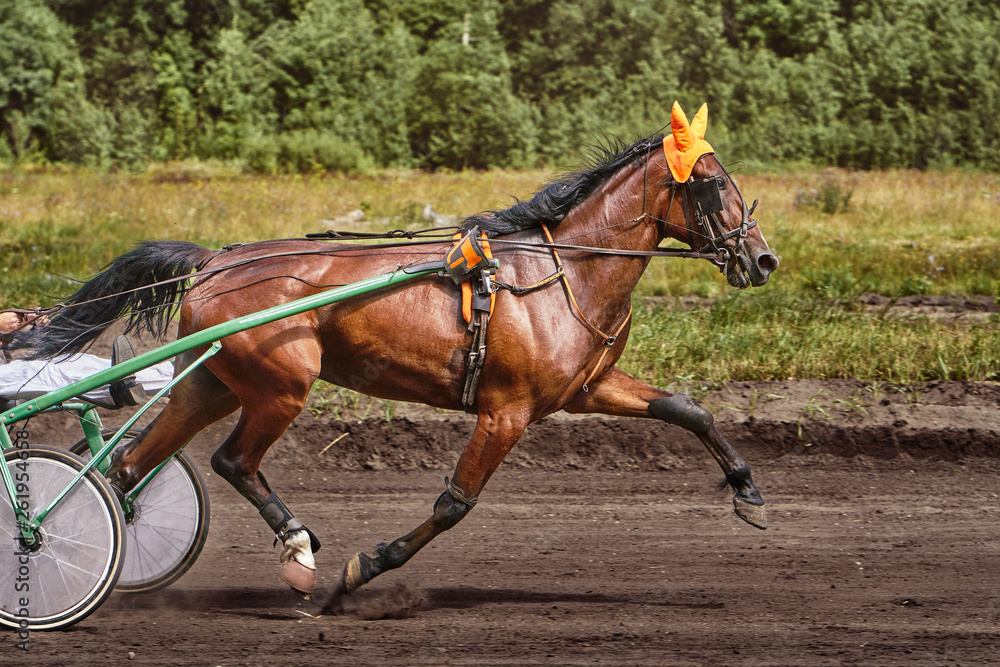 Horse running at high speed along the track of the racetrack. Competitions - horse racing. Horse running at high speed along the track of the racetrack. Competitions - horse racing.
