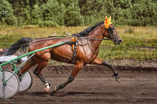Horse running at high speed along the track of the racetrack. Competitions - horse racing. © afefelov68