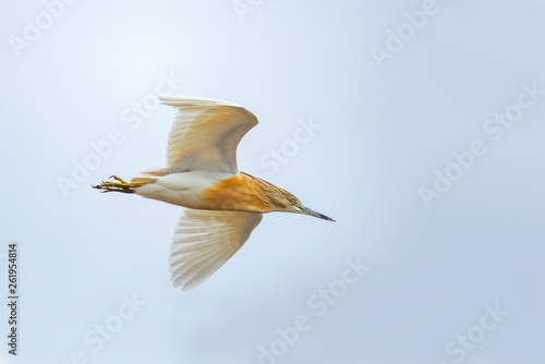 Squacco heron in flight