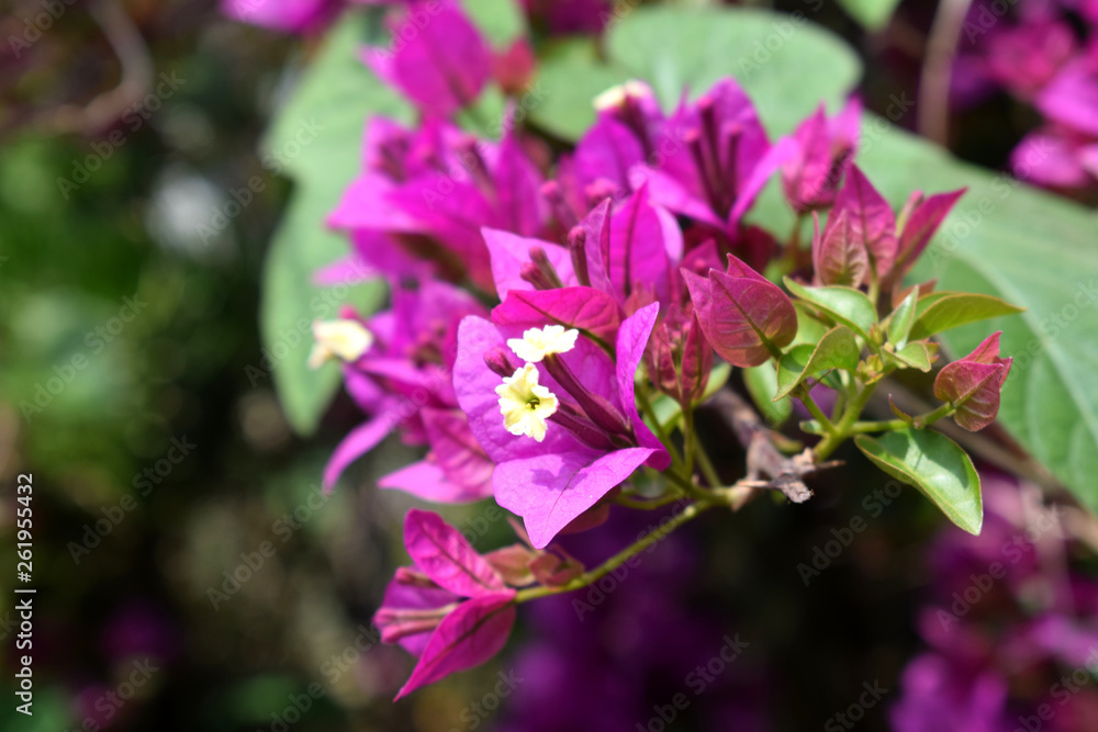  wonderful Bougainvillea spectabilis flower for gardening 