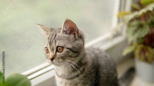 Fototapeta Naklejka Na Ścianę i Meble -  Lovable scottish fold cat window plant happy