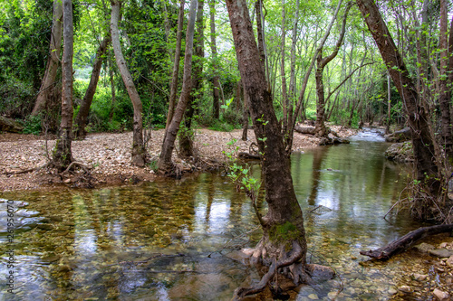 River flowing between stones and trees in green foliage