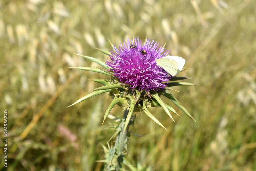 Silybum marianum or cardus marianus, milk thistle, blessed milkthistle, Marian thistle, Mary thistle, Saint Mary's thistle, Mediterranean milk thistle, variegated thistle and Scotch thistle Silybum marianum or cardus marianus, milk thistle, blessed milkthistle, Marian thistle, Mary thistle, Saint Mary's thistle, Mediterranean milk thistle, variegated thistle and Scotch thistle