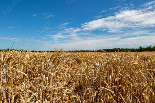 ein großes Feld mit Weizen