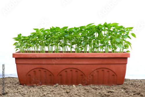 pepper seedlings in a plastic pot growing in a greenhouse - selective focus, copy space, white background