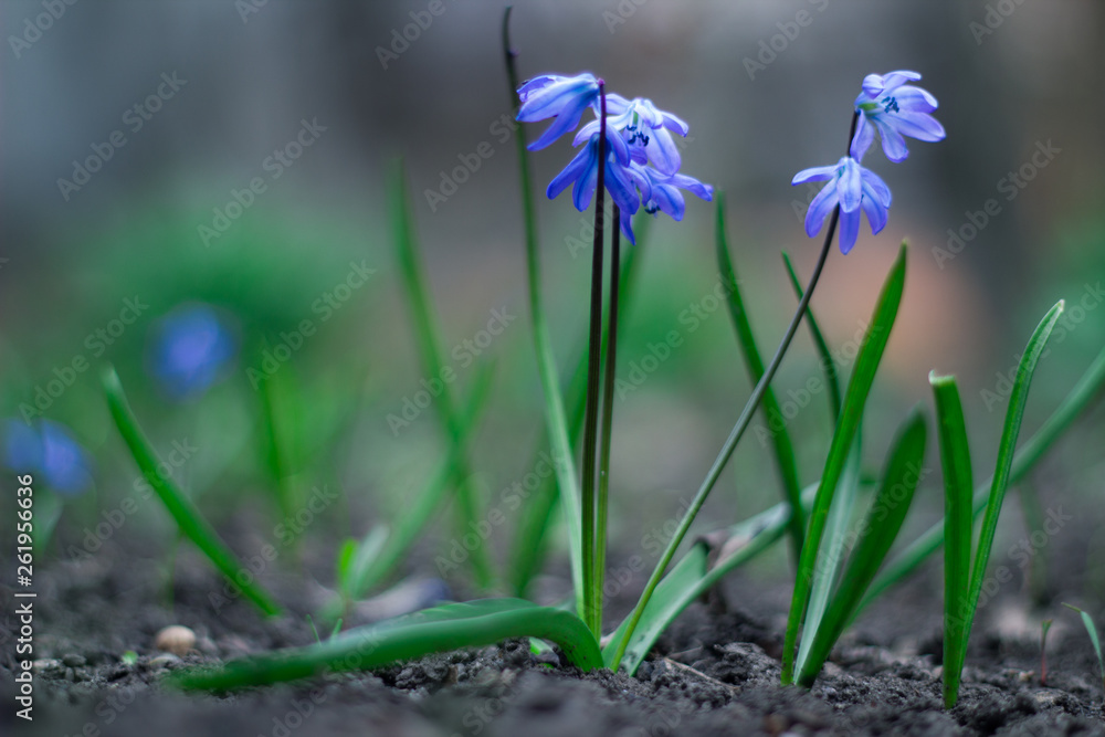 blue flowers in the garden blue flowers in the garden