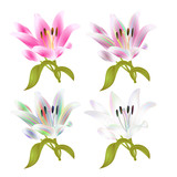 Stem Lily flower four colored and pink Lilium candidum, on a white background  vintage vector illustration editable Hand draw