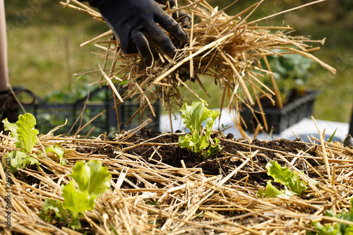 Obraz na płótnie Gardener planting seedlings in freshly ploughed garden beds and spreading straw mulch. w salonie