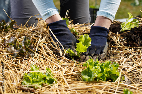 Foto Gardener planting lettuce seedlings in freshly ploughed and straw mulched garden beds