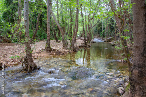 River flowing between stones and trees in green foliage photo