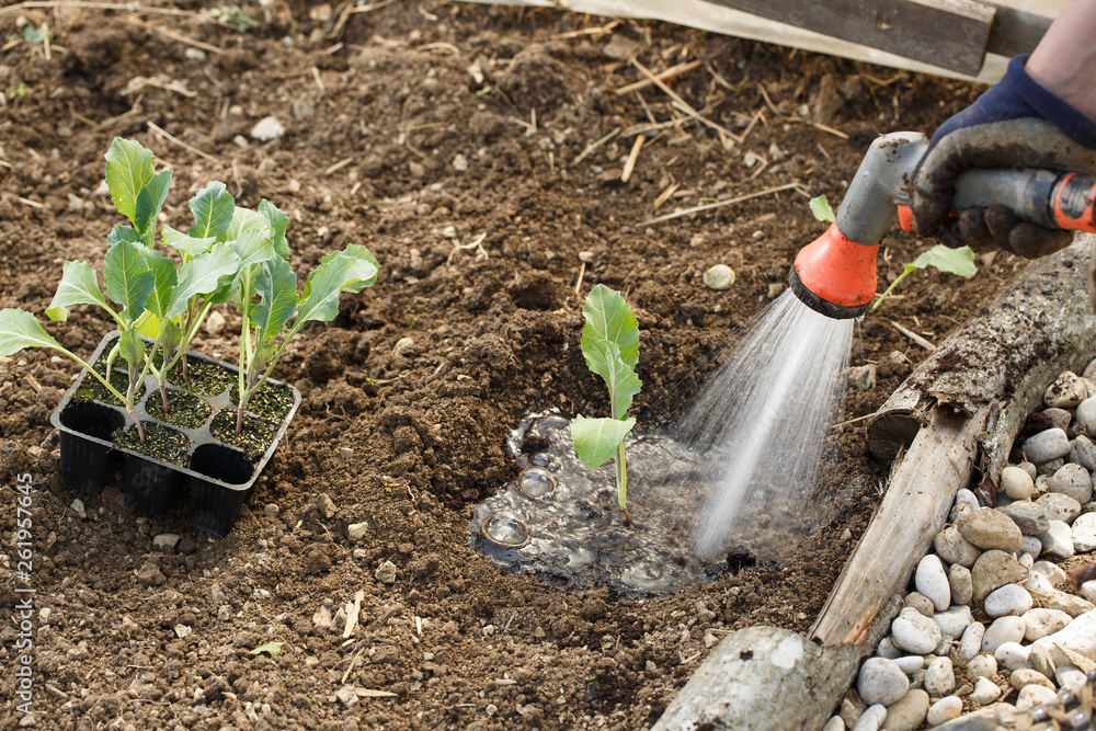 Gardener watering freshly planted seedlings in garden bed for growth boost with shower watering gun. Gardener watering freshly planted seedlings in garden bed for growth boost with shower watering gun.
